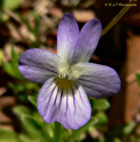 {Viola bicolor}